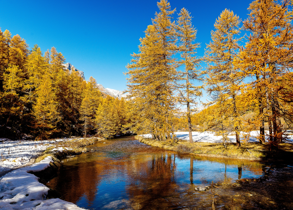 beautiful shot small river flowing through snowy forest with pine trees during day